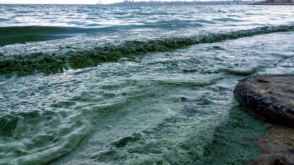 Storm washed up on the Black Sea a toxic blue-green algae (Nodularia spumigena)