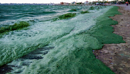 Storm washed up on the Black Sea a toxic blue-green algae (Nodularia spumigena)
