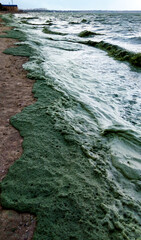 Storm washed up on the Black Sea a toxic blue-green algae (Nodularia spumigena)