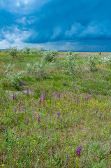 Orchis mascula - early-purple orchid, flowering plants from the steppe