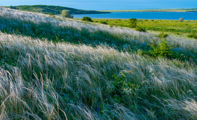 Ukrainian feather grass steppe, Bunchgrass species (Stipa capillata) © Oleg Kovtun