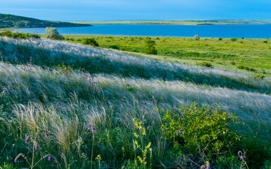 Ukrainian feather grass steppe, Bunchgrass species (Stipa capillata)