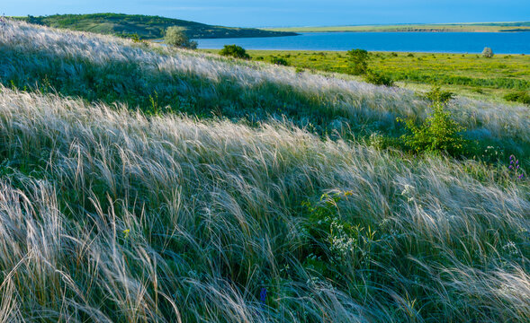 Ukrainian feather grass steppe, Bunchgrass species (Stipa capillata)