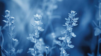 small wildflowers, with a blue tint cyanotype style