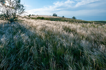 Ukrainian feather grass steppe, Bunchgrass species (Stipa capillata)