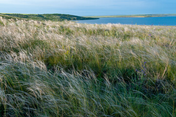 Ukrainian feather grass steppe, Bunchgrass species (Stipa capillata)