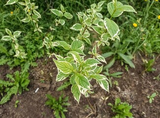plant growing in the garden
