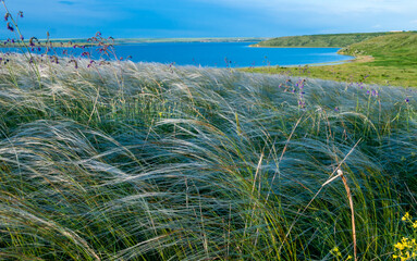 Ukrainian feather grass steppe, Bunchgrass species (Stipa capillata)
