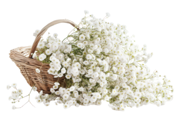 A cascade of Gypsophila flowers spilling out of a vintage wicker basket, creating a cloud of fluffy white blooms.Isolated on white background