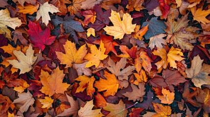 Fototapeta premium Vibrant autumn backdrop created by a carpet of fallen leaves in the forest