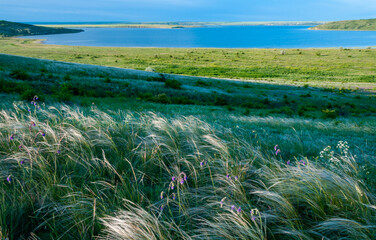 Ukrainian feather grass steppe, Bunchgrass species (Stipa capillata)