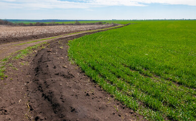 Tractor tracks on the ground near a field with young green winter wheat, Ukraine