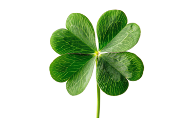 Close-up of a four-leaf clover representing luck and good fortune isolated on a transparent background.