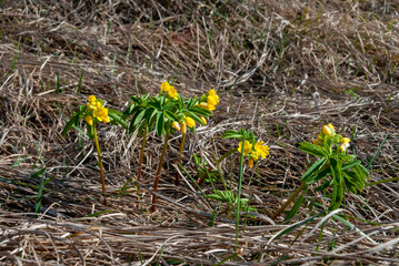 Gymnospermium odessanum - Ephemeral flowers, yellow primroses in the wild