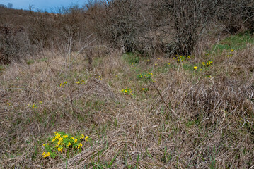 Gymnospermium odessanum - Ephemeral flowers, yellow primroses in the wild