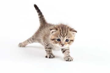 Obraz premium The Mysterious Traveler in the Realm of White