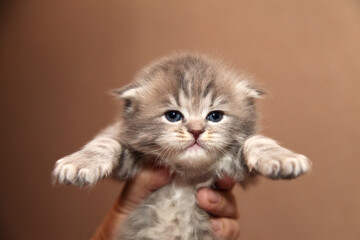 Obraz premium Soft paws and a determined look - this kitten is ready for adventure