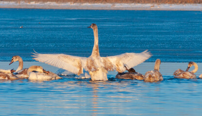 Swans in the early morning at the ice edge in the salty estuary Tiligul frozen in winter