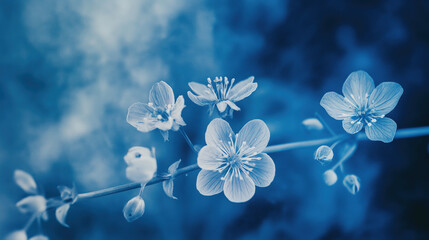 Blue and white flowers in the style of cyanotype, with a blurred background