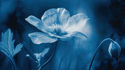 A delicate anemone flower in shades of blue, illuminated by soft moonlight, creating a dreamy and ethereal atmosphere. cyanotype style