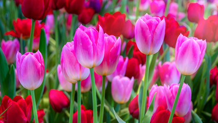 A field of colorful fresh full bloom  tulip flower