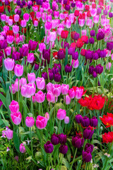 A field of colorful fresh full bloom  tulip flower