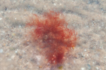 Polisiphonia sp. - Red algae frozen into ice in the salt water of the Tiligul estuary, Ukraine