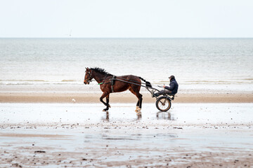 horse and rider on the beach in Normandy