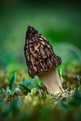 Grzyb Smardz © Karol