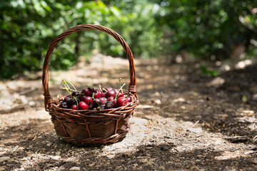 Wicker basket full of ripe red cherries stands on a ground on a cherry plantation in summer sunny...
