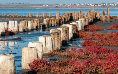 Self-settling salt on wooden logs. Hypersaline water in a drying lake, an environmental problem