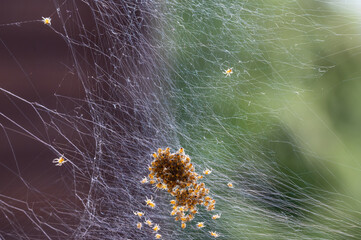 Lots of spider babies in the web