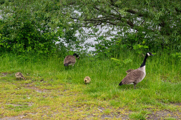 Wild Goose  with chicks  on the meadow