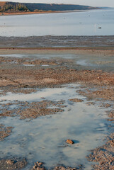 Artemia salina eggs and rotting crustaceans in a puddle on the shore in the Kuyalnik Liman