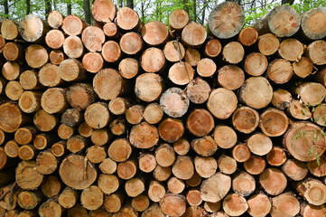 Firewood stored in the forest