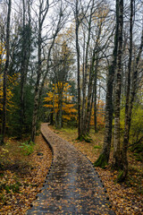 Wooden path in the Black Moor after a rain in autumn