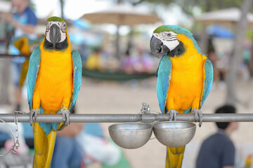 Blue gold macaw parrot standing on a perch.