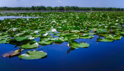 Beautiful white water lily (Nymphaea alba) flowers on the water surface in the lake