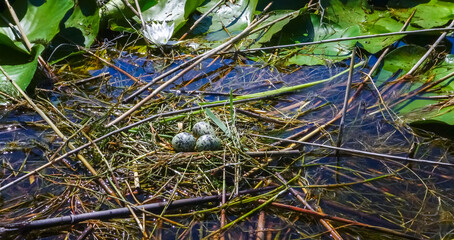 Chlidonias hybrida, nest on floating algae with eggs in Kugurluy lake