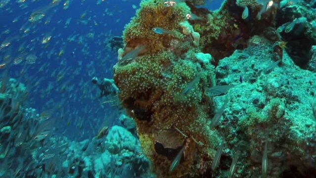 A school of fish swimming in the ocean. The fish are scattered all over the ocean floor