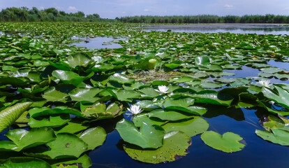 Beautiful white water lily (Nymphaea alba) flowers on the water surface in the lake