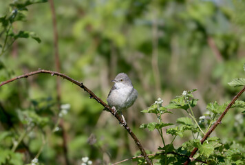 Fototapeta premium Adult male and female barred warbler both (Curruca nisoria) in breeding plumage shot close-up on a flowering rosehip bush