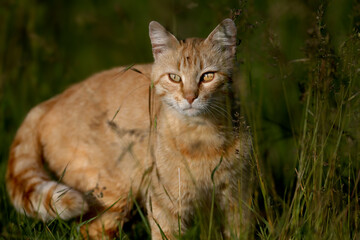 A luxurious red cat with multi-colored eyes is shot close-up in thick grass in a meadow