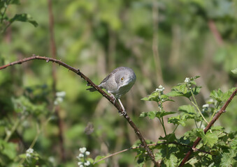 Adult male and female barred warbler both (Curruca nisoria) in breeding plumage shot close-up on a flowering rosehip bush
