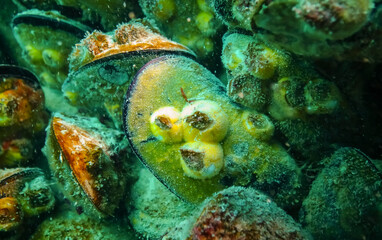 Pink sea sponges Halichondria (Spongia) on the reefs in the Black Sea