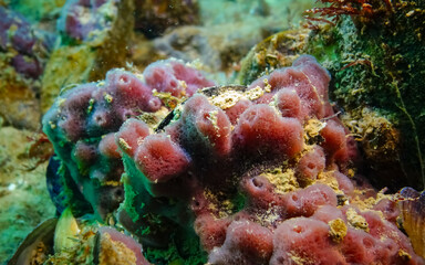 Pink sea sponges Halichondria (Spongia) on the reefs in the Black Sea