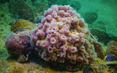 Pink sea sponges Halichondria (Spongia) on the reefs in the Black Sea