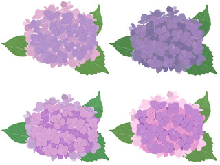 紫系紫陽花4色セット（A）