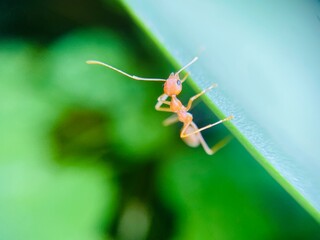 grasshopper on a leaf