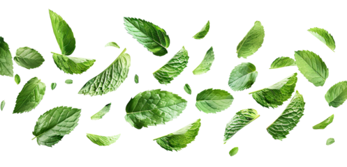 Flying delicious fresh mint leaves, cut out
